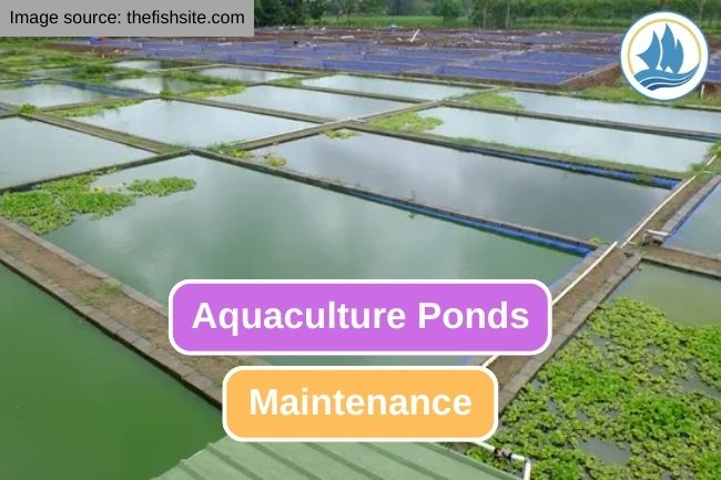 Maintenance System in Aquaculture Ponds 
